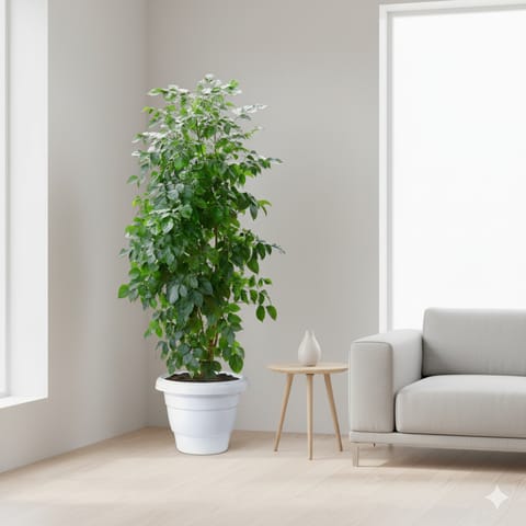 China Doll / Radermachera (~ 5 Ft) in 12 Inch White Classy Plastic Pot