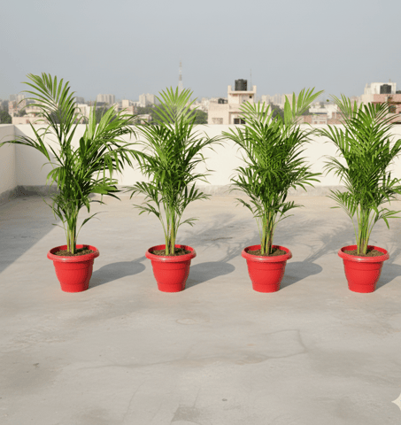 Green Vibes Combo - Set of 4 - Areca Palm Bushy in 10 Inch Red Classy Pot