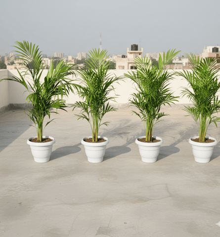Green Vibes Combo - Set of 4 - Areca Palm Bushy in 10 Inch White Classy Pot