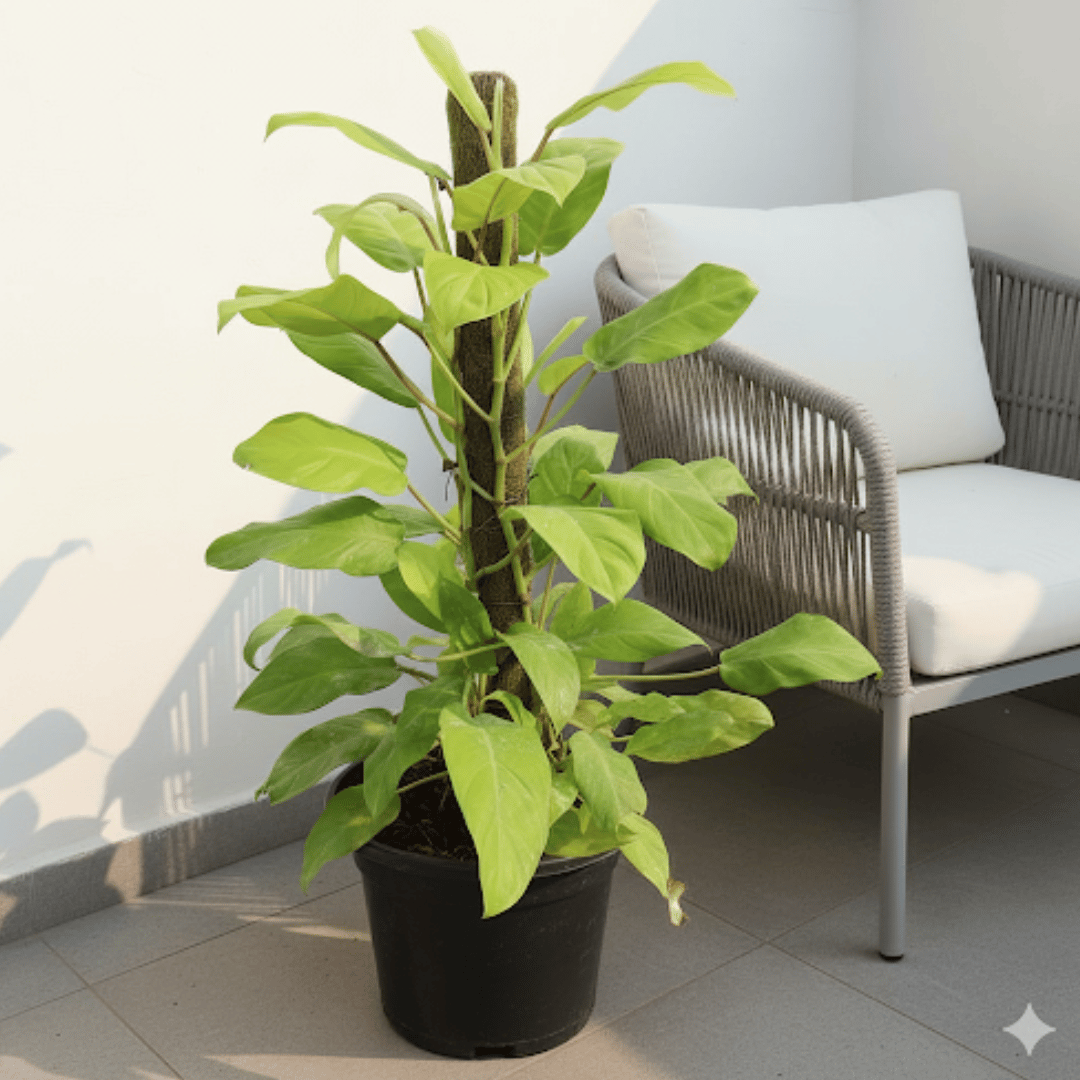 Philodendron Golden with 3 ft moss stick in 10 Inch Nursery Pot