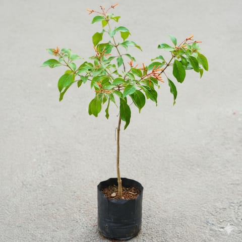 Hamelia / Firebush Plant in 4 Inch Nursery Bag