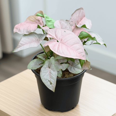 Syngonium Pink in 4 Inch Nursery Pot