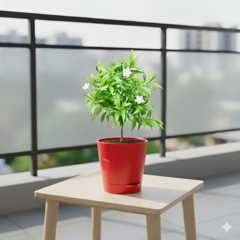 Chandni Dwarf in 4 Inch Live Plant Red Florence Self Watering Pot