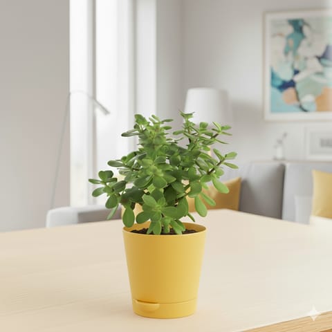 Jade in 4 Inch Yellow Florence Self Watering Pot