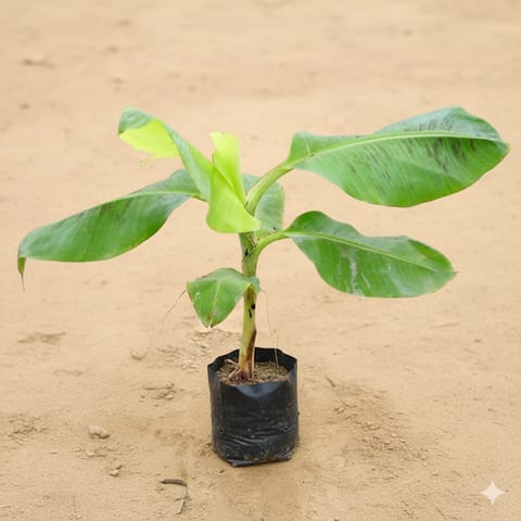Banana Plant (~1-2 ft) in 8 Inch Nursery Bag