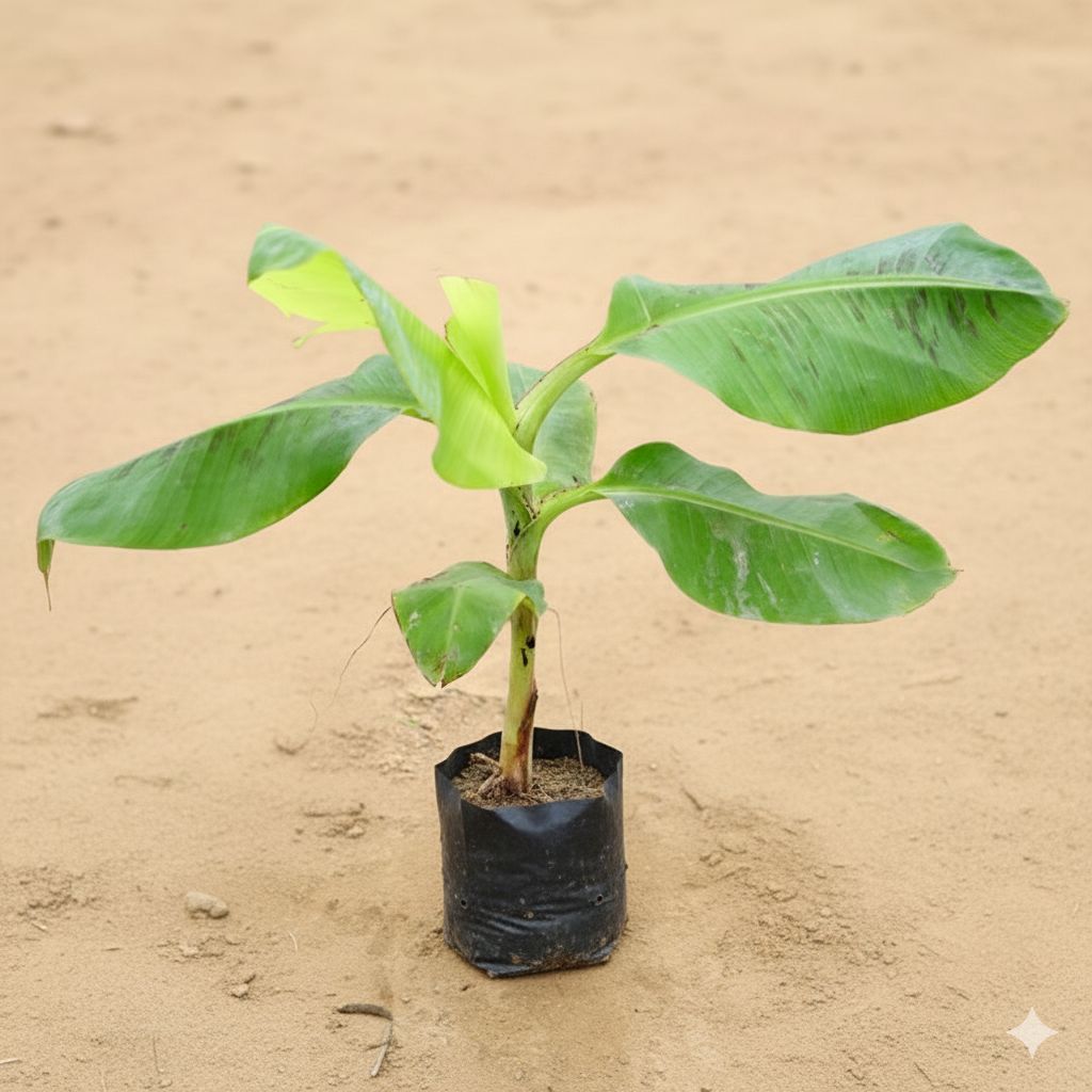 Banana Plant (~1-2 ft) in 8 Inch Nursery Bag