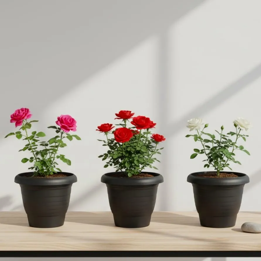 The Rosy Radiance - Set of 3 - Rose (any colour) in 10 Inch Black Classy Plastic Pot