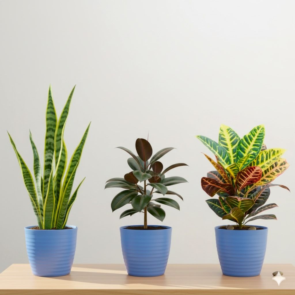 The Urban Jungle Set of 3 - Snake, Rubber Black & Croton Petra in 5 Inch Elvan Blue Avora Premium Plastic Planter