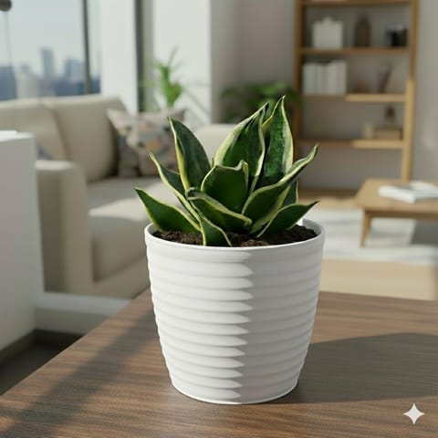 Snake Dwarf Yellow in 5 Inch White Avora Premium Plastic Planter