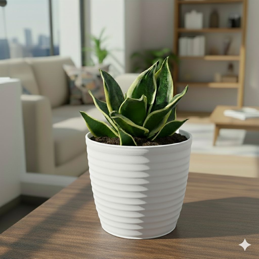 Snake Dwarf Yellow in 5 Inch White Avora Premium Plastic Planter