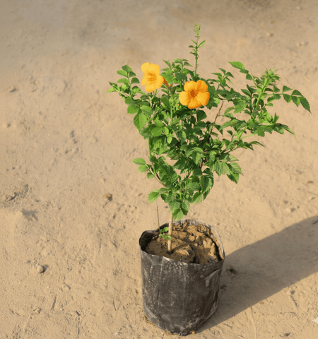 Tecoma Capensis Pune Variety (Any Colour) in 3 Inch Nursery Bag