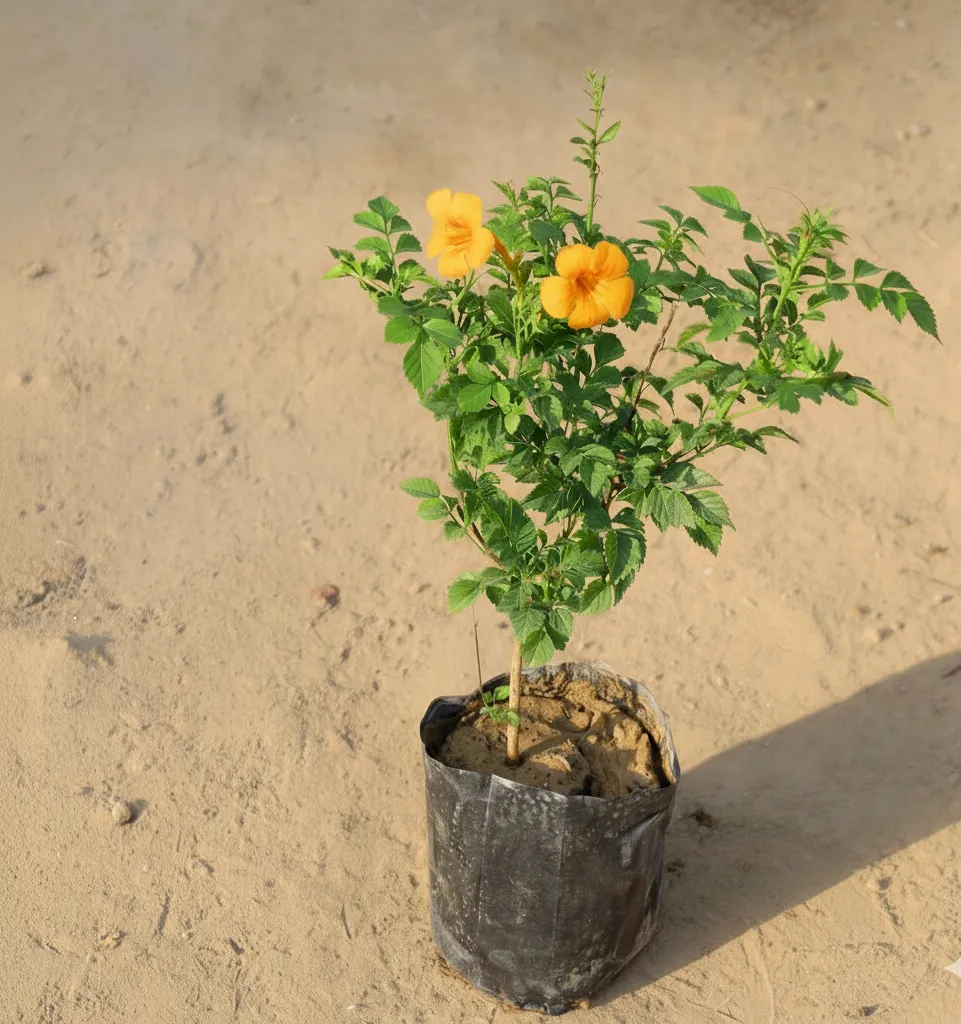 Tecoma Capensis Pune Variety (Any Colour) in 3 Inch Nursery Bag