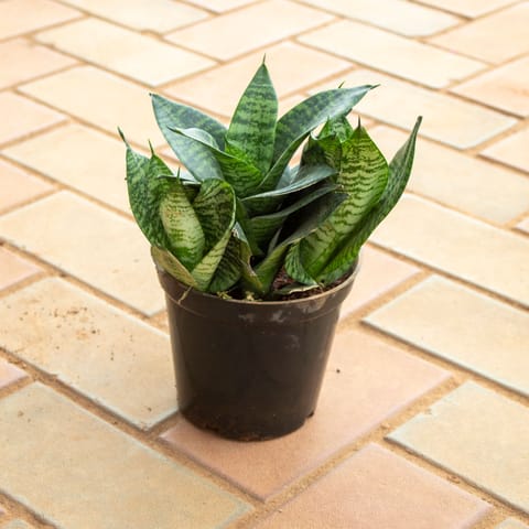 Snake Green in 5 Inch Nursery Pot