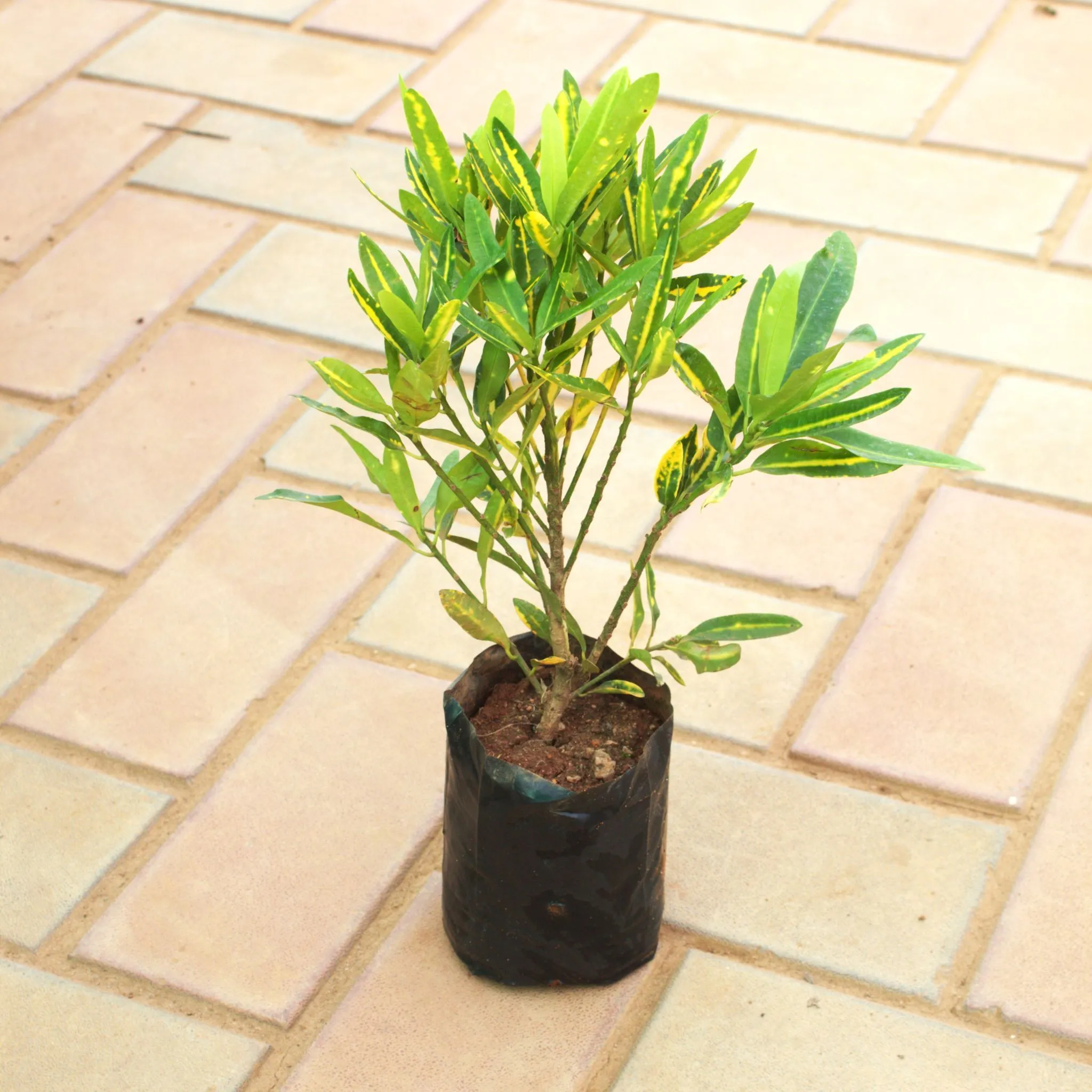 Croton Sunny Star in 5 Inch Nursery Bag
