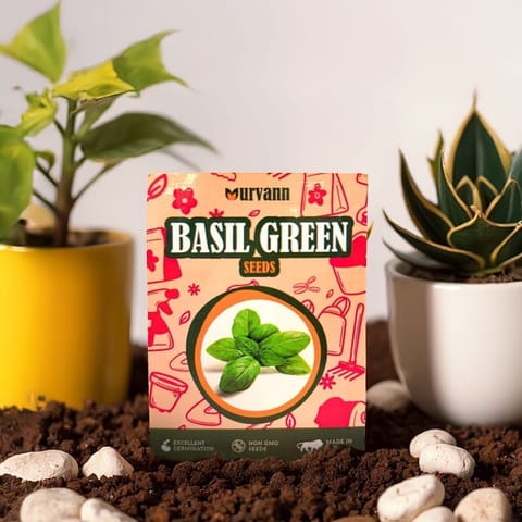 Basil Green Seeds - GMO Free | Excellent Germination | Easy to Grow | Hand Picked