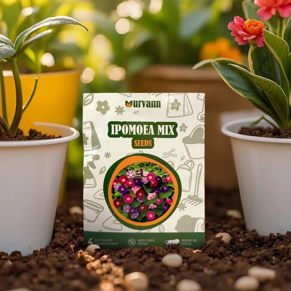 Ipomea Morning Glory Mixed Seeds - GMO Free | Excellent Germination | Easy to Grow | Vibrant Blooms Summer Seeds - GMO Free | Excellent Germination | Easy to Grow | Vibrant Blooms