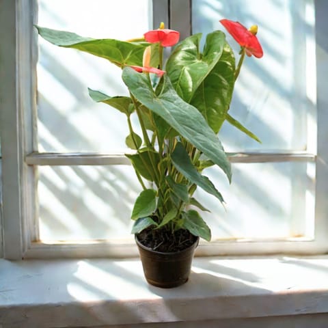 Anthurium Red in 5 Inch Nursery Pot