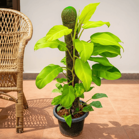 Philodendron Ceylon Gold With 3 Ft Moss Stick in 10 Inch Nursery Pot