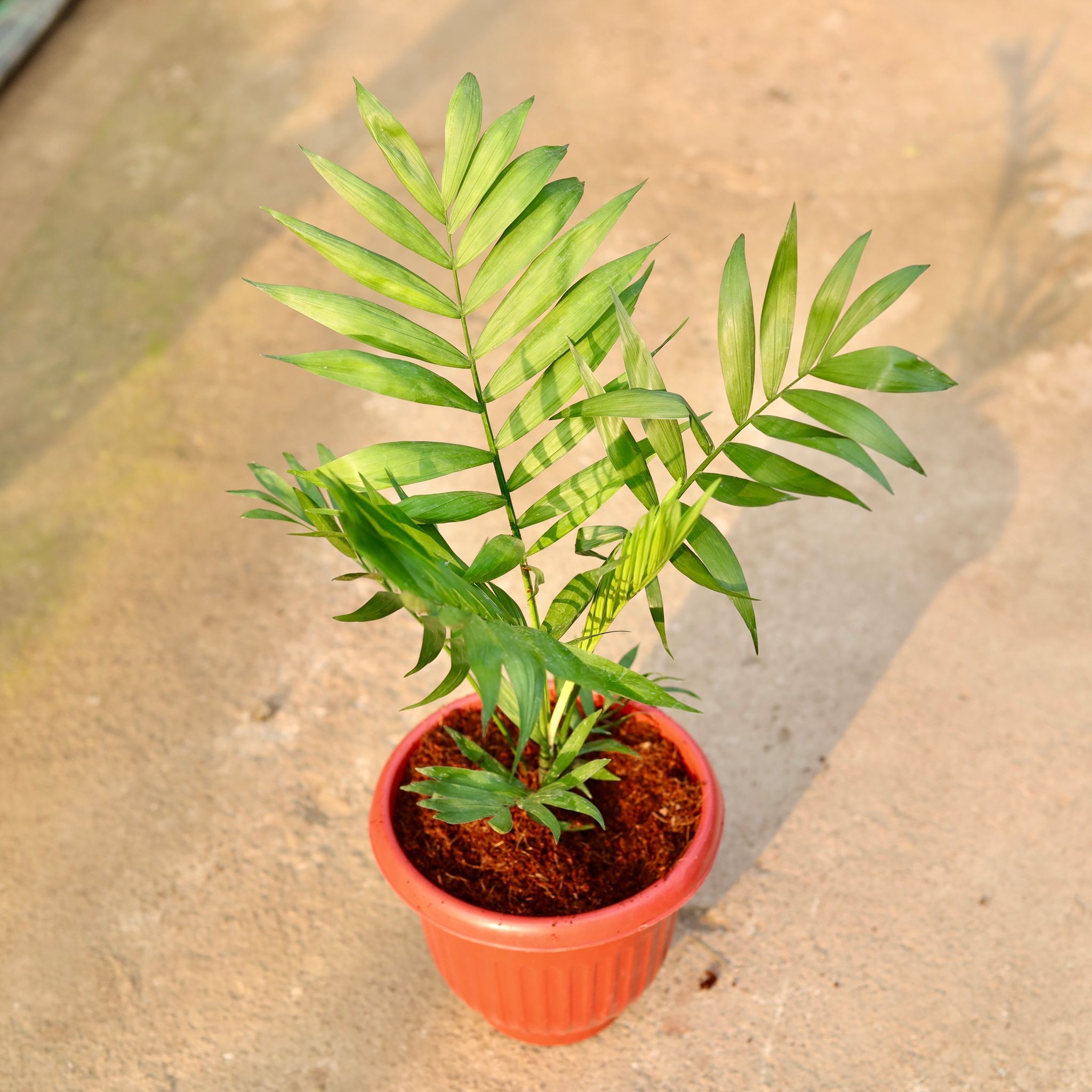 Chamaedorea Palm in 8 Inch Terracotta Red Olive Plastic Pot