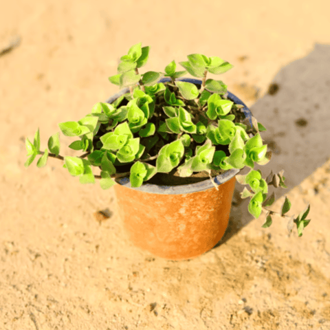 Turtle vine Heart Shape in 4 Inch Nursery Pot