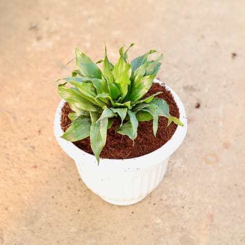 Dracaena Compacta in 8 Inch White Olive Plastic Pot
