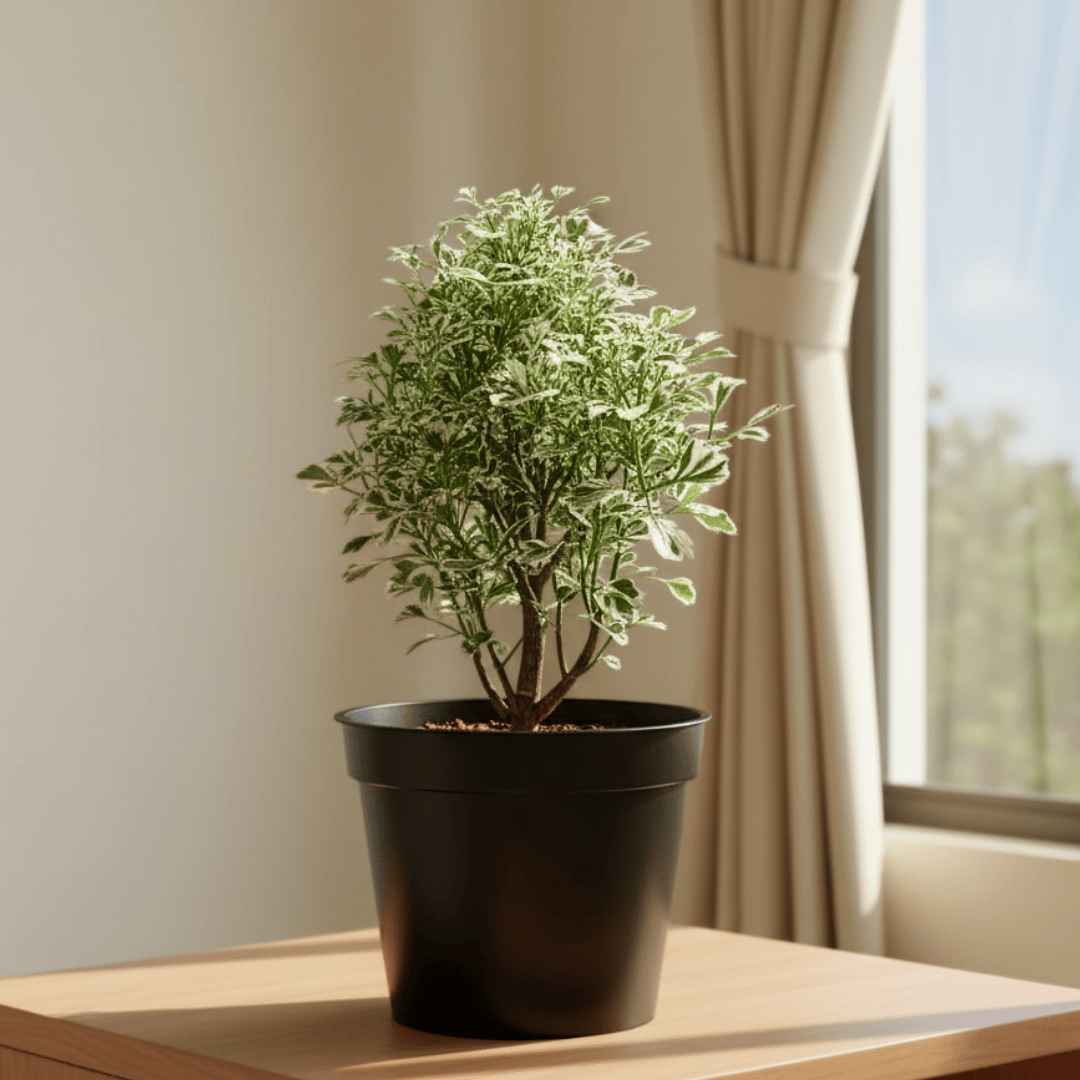 Aralia Variegated in 4 Inch Nursery Pot