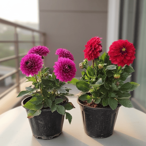 Set of 2 - Dahlia (Red & Pink) in 5 Inch Nursery Pot