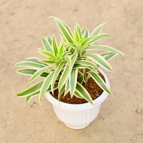Song of India in 8 Inch White Olive Plastic Pot