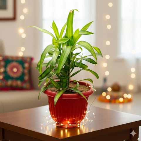 Dracaena Messenger in 8 Inch Terracotta Red Olive Plastic Pot