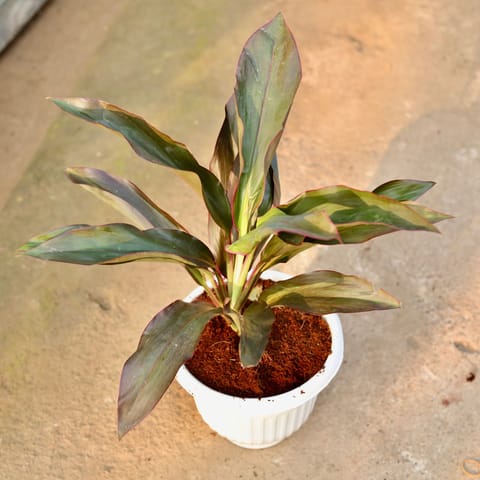 Dracaena Rosea in 8 Inch White Olive Plastic Pot
