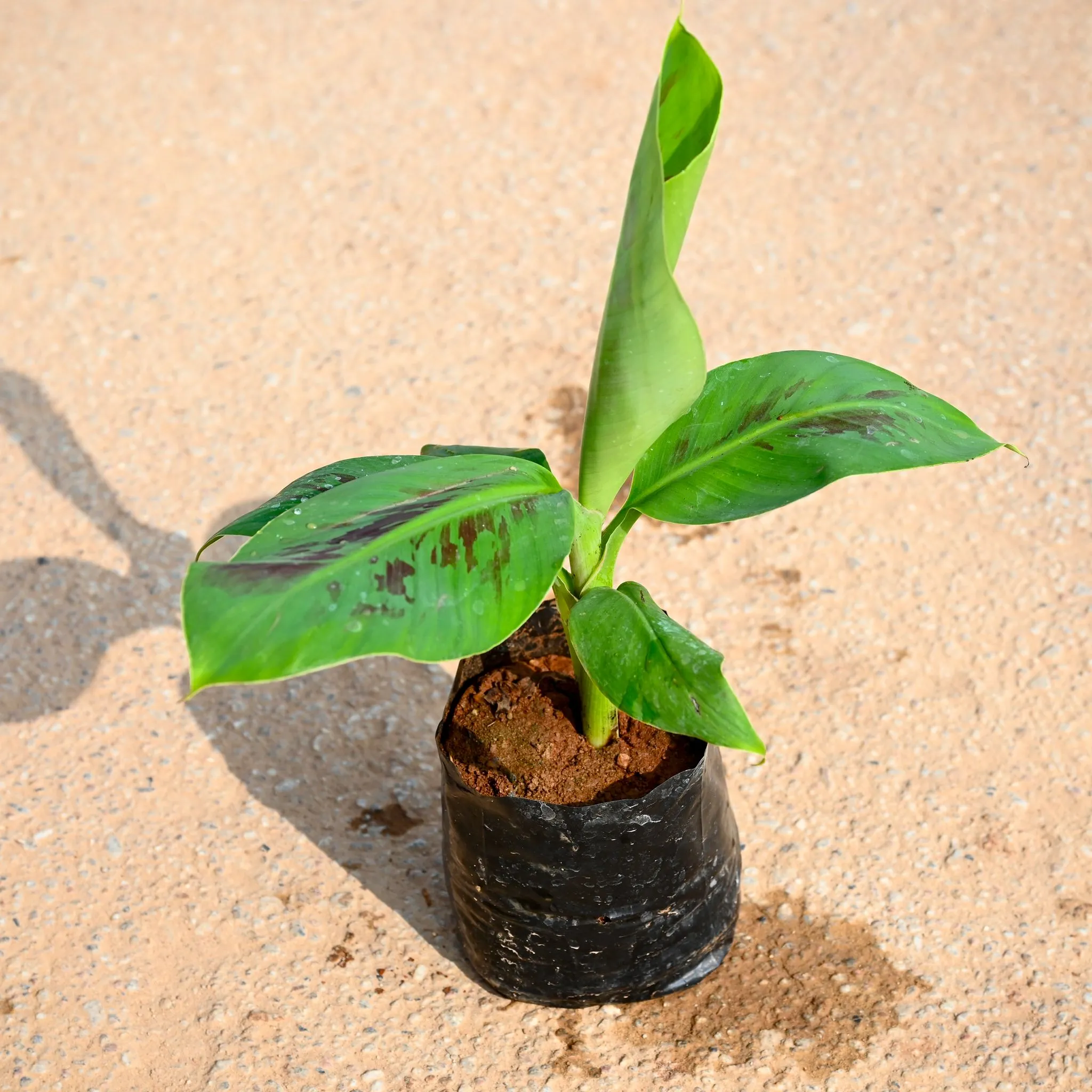 Banana Plant in 6 Inch Nursery bag