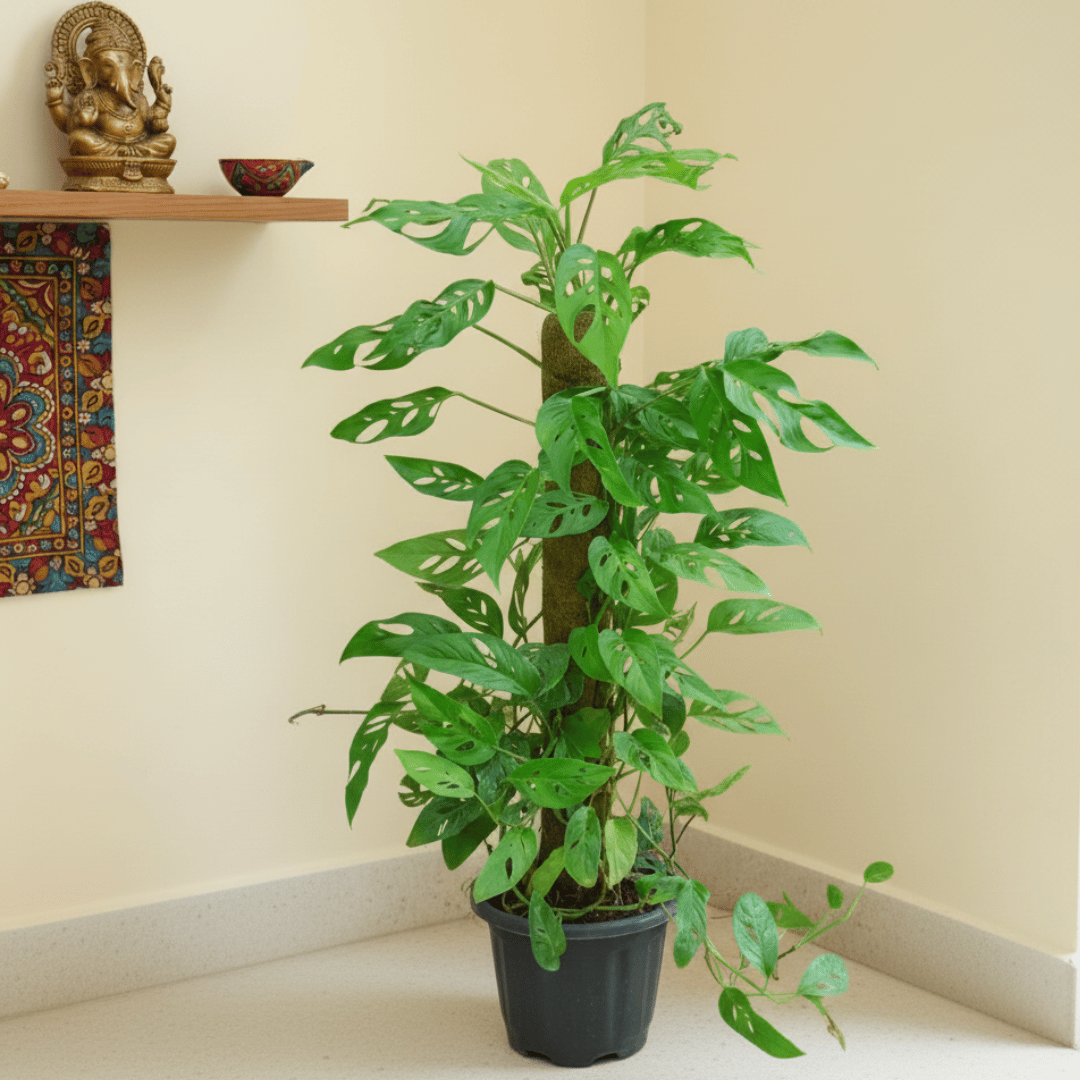 Monstera Broken Heart with 3 Ft Moss Stick in 10 Inch Nursery Pot