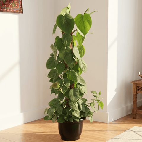 Philodendron Green with 3 ft Moss stick in 10 Inch Nursery Pot
