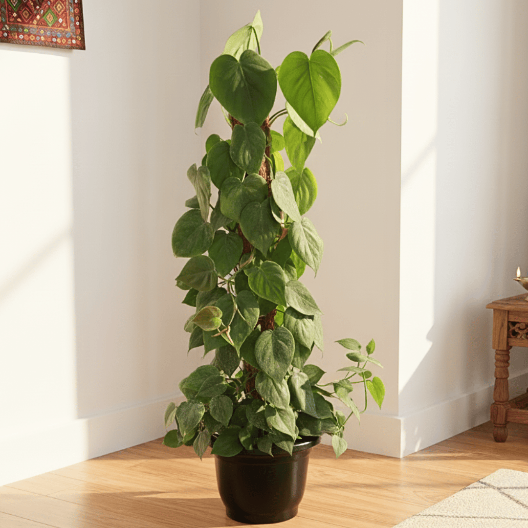 Philodendron Green with 3 ft Moss stick in 10 Inch Nursery Pot
