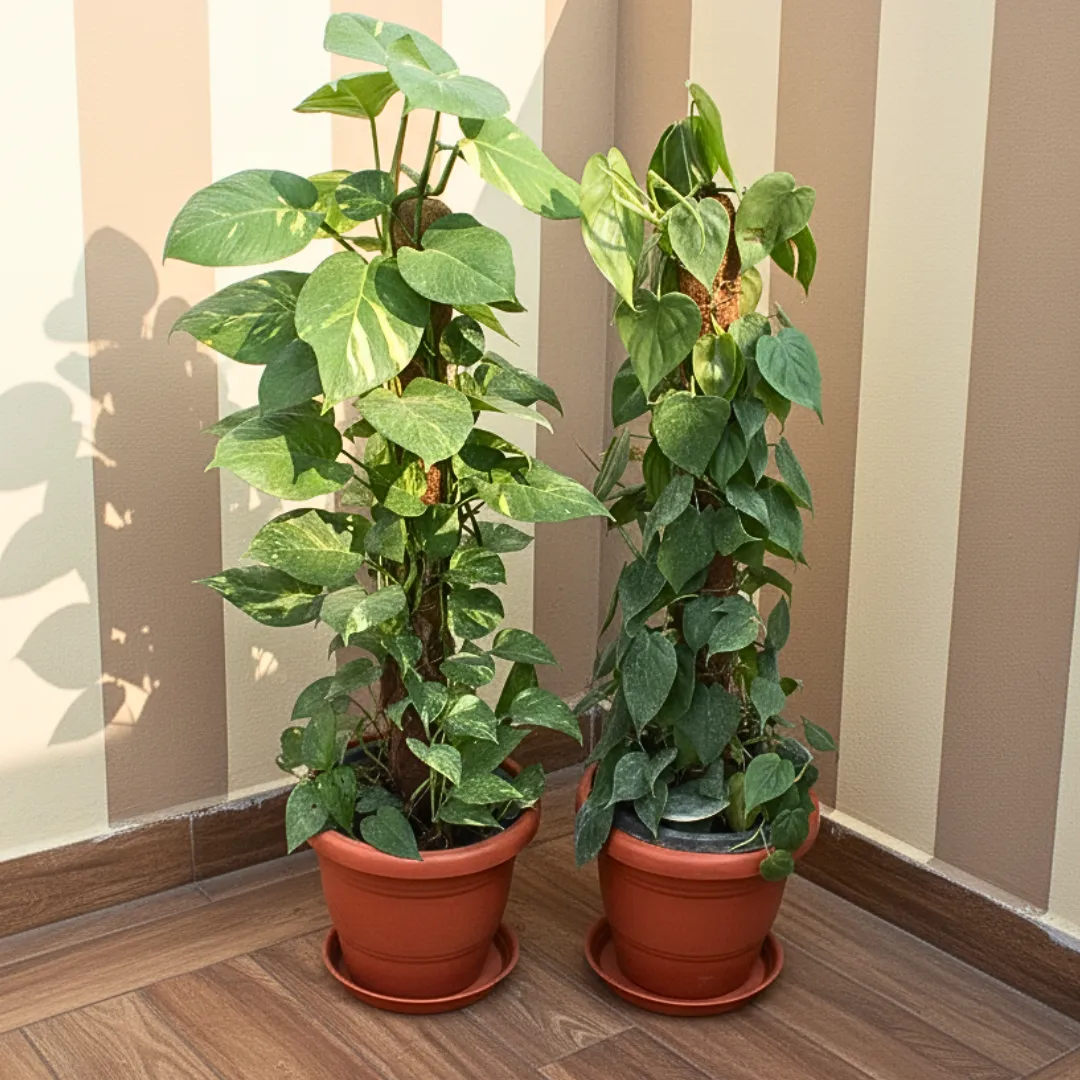 Set Of 2 - Money Plant Green & Philodendron Green With 3 Ft Moss Stick in 10 Inch Terracotta Red Classy Plastic Pot