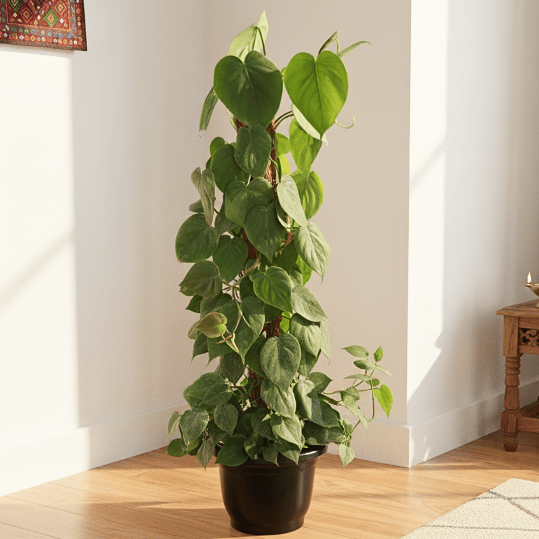 Philodendron Green with 3 ft Moss stick in 10 Inch Nursery Pot