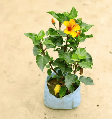 Hibiscus / Gudhal Pune (any colour) in 8 Inch Nursery Bag