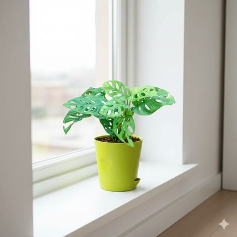 Monstera Broken Heart  in 4 Inch Green Florence Self Watering Pot