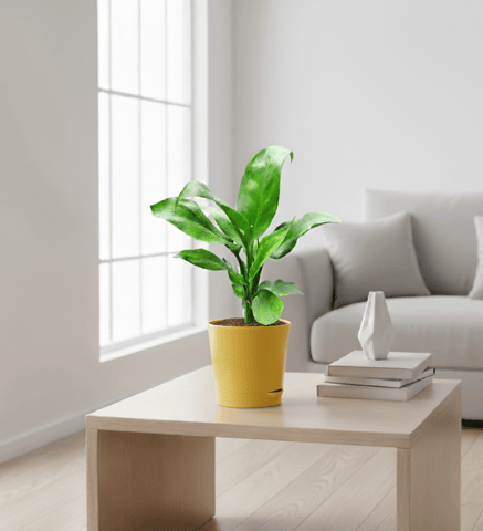 Peace Lily in 4 Inch Yellow Florence Self Watering Pot