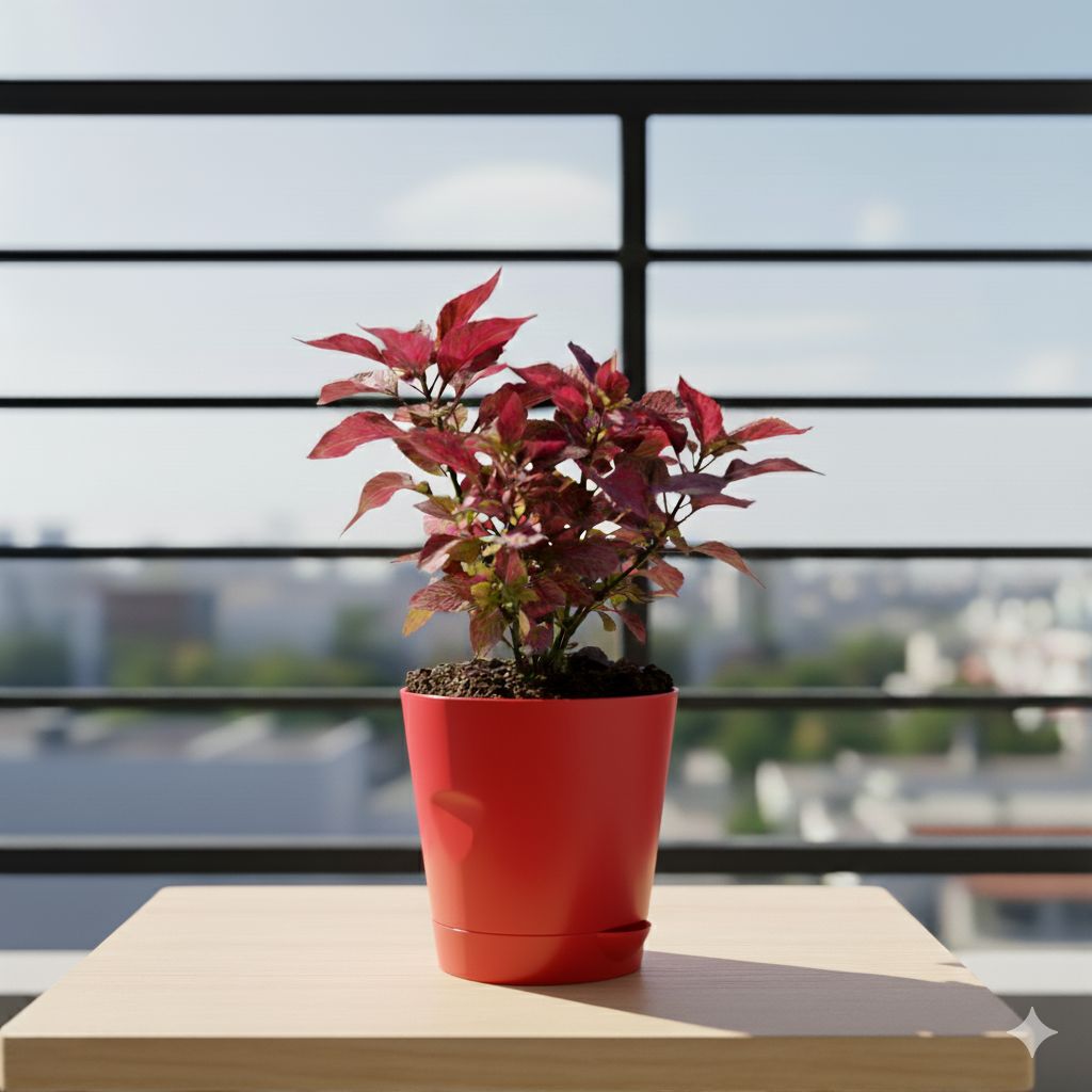 Alternanthera Red in 4 Inch Red Florence Self Watering Pot