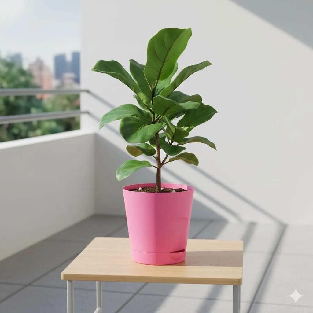 Fiddle Leaf Fig in 4 Inch Pink Florence Self Watering Pot