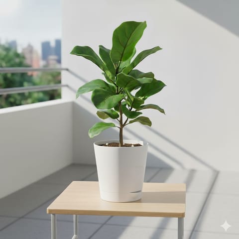 Fiddle Leaf Fig in 4 Inch Live Plant White Florence Self Watering Pot