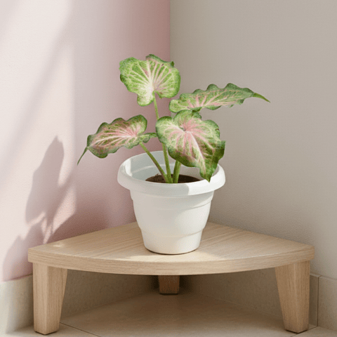 Caladium / Heart Of Jesus Green Tip in 8 Inch White Classy Plastic Pot