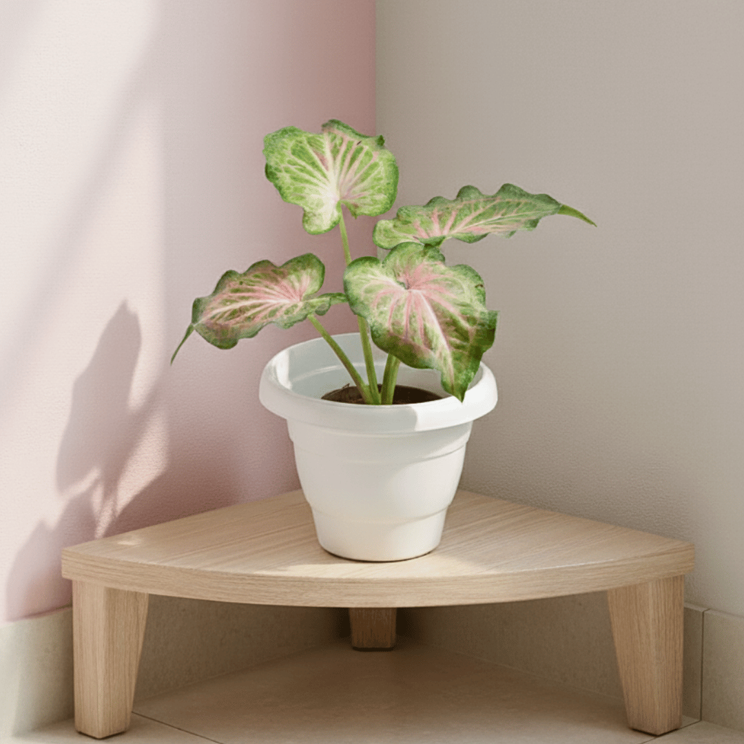 Caladium / Heart Of Jesus Green Tip in 8 Inch White Classy Plastic Pot