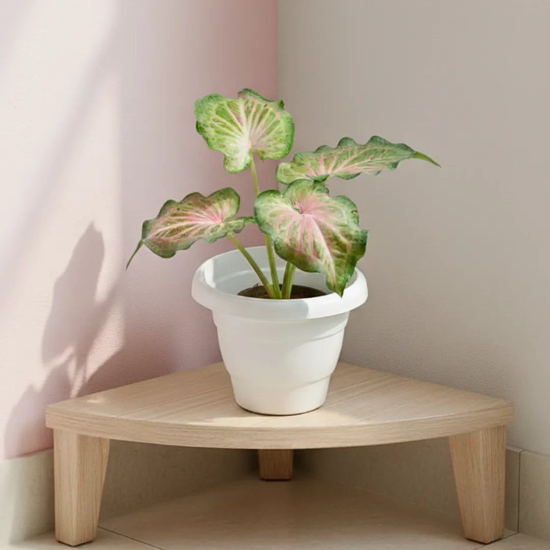 Caladium / Heart Of Jesus Green Tip in 8 Inch White Classy Plastic Pot