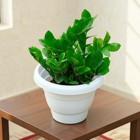 Zz Green in 8 Inch White Classy Plastic Pot