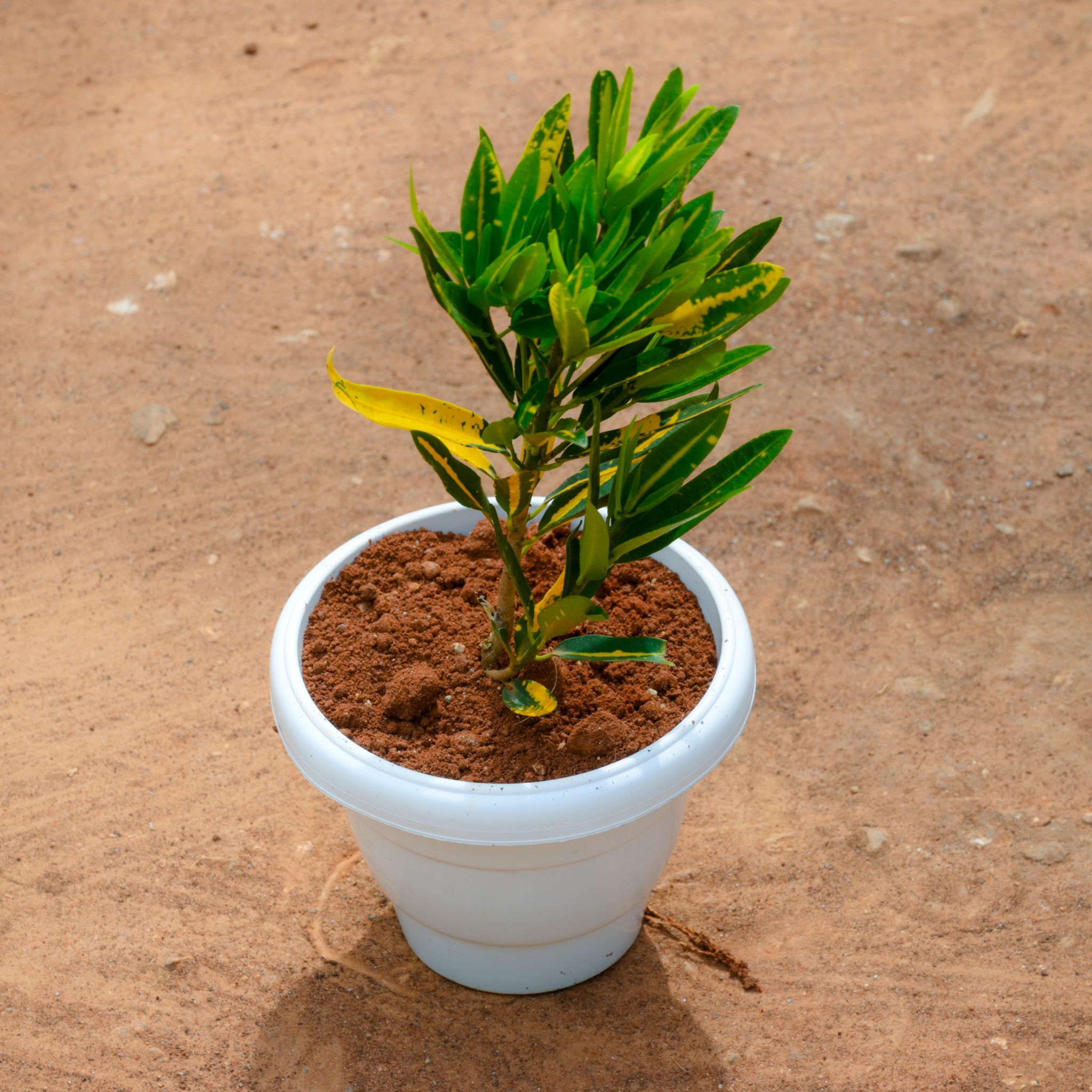 Croton Banana in 10 Inch White Classy Plastic Pot