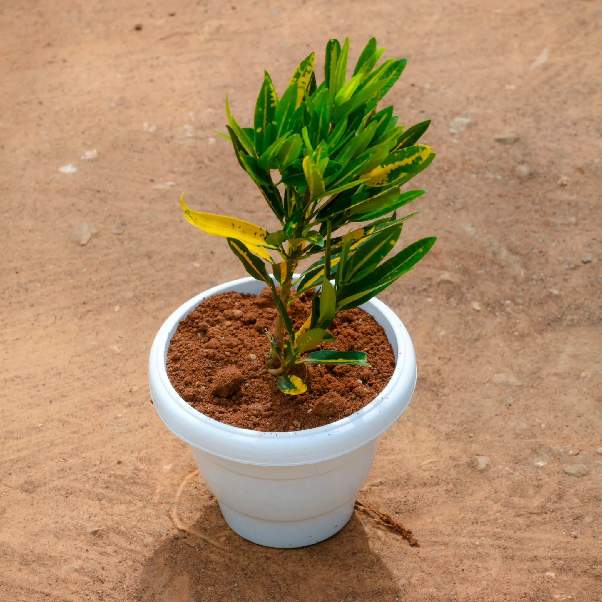 Croton Banana in 10 Inch White Classy Plastic Pot