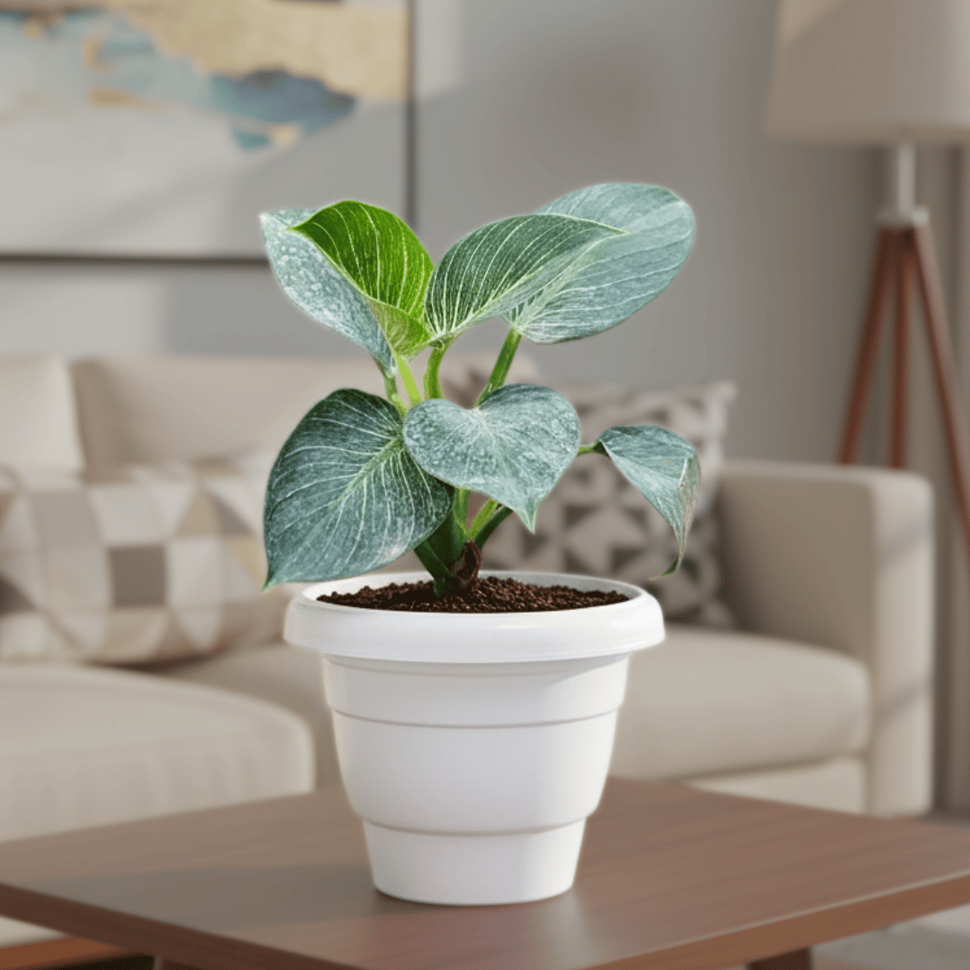 Philodendron Birkin in 8 Inch White Classy Plastic Pot