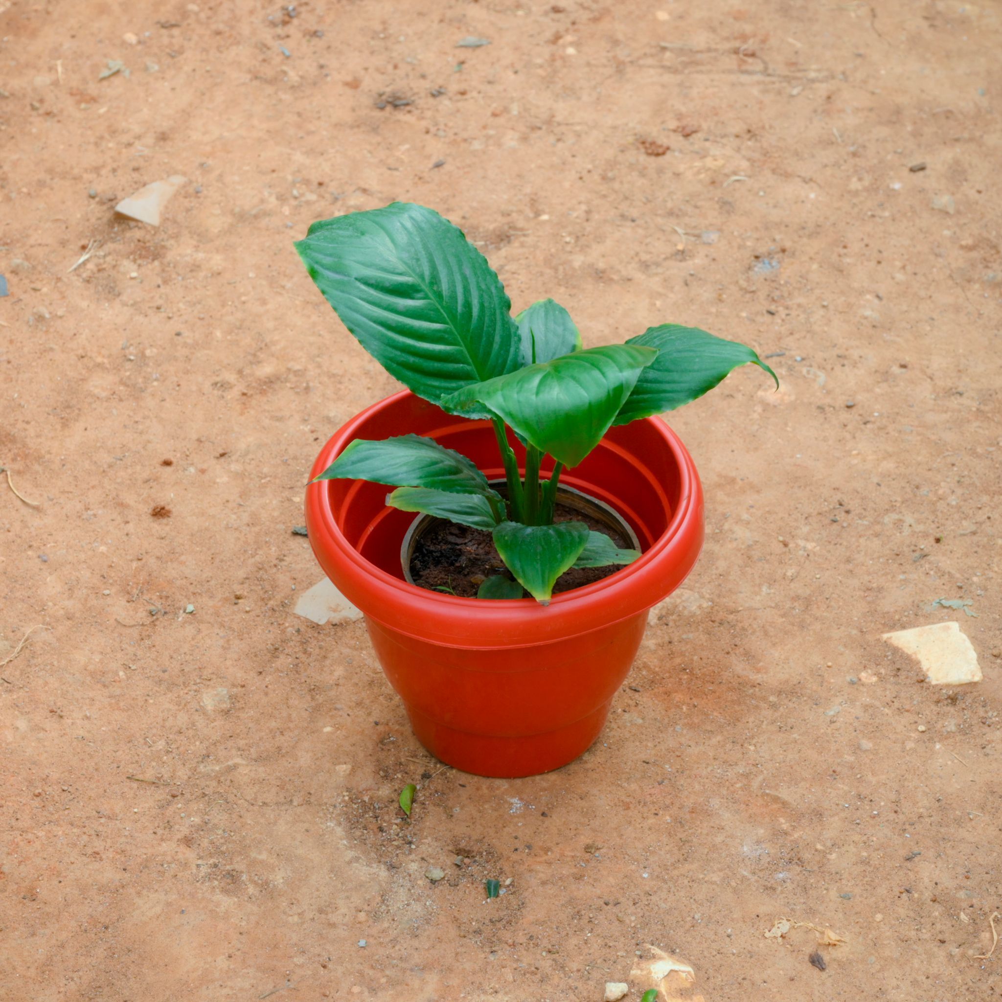 Peace Lily in 8 Inch Terracotta Red Classy Plastic Pot